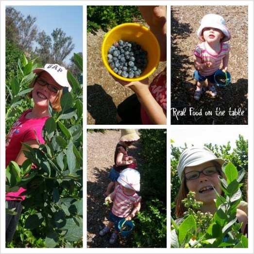 berrypicking